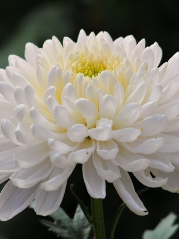 O1009